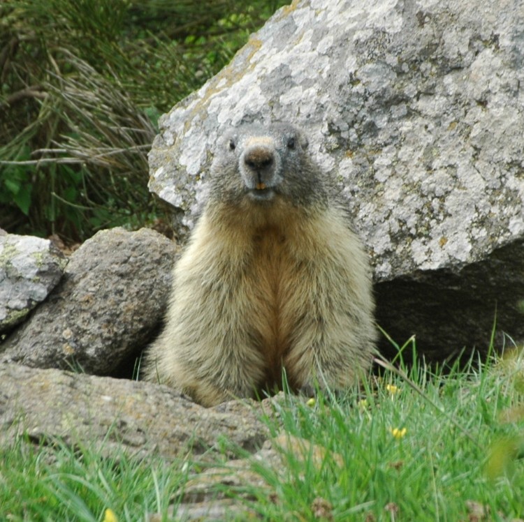 Marmotte de Gandoulet